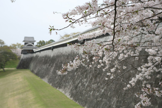 熊本城樱花