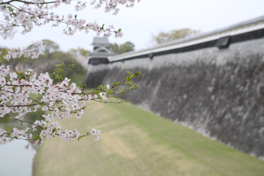 熊本城樱花