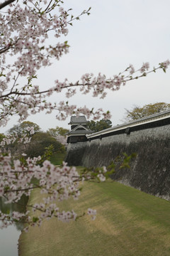 熊本城樱花