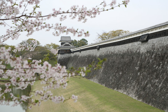 熊本城樱花