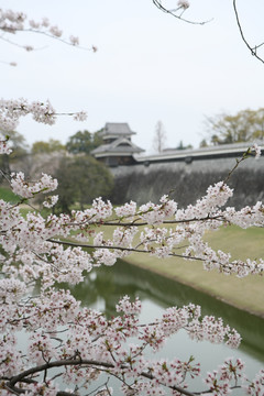 熊本城樱花