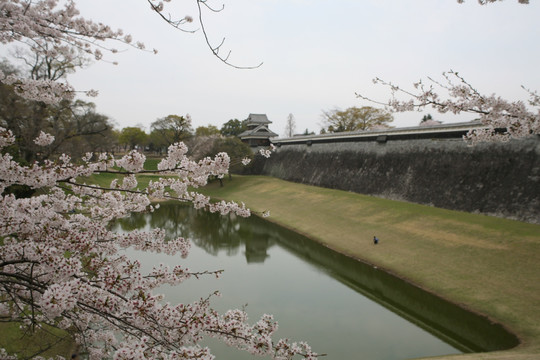 熊本城樱花