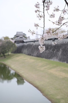 熊本城樱花