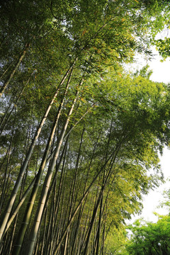 竹林 生态环境