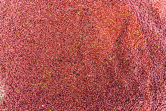 五谷杂粮背景纹理 红豆