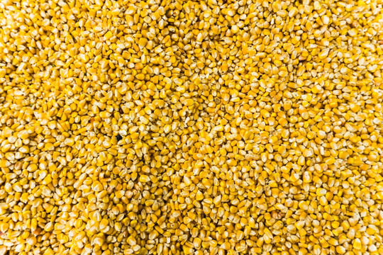 五谷杂粮背景纹理 玉米