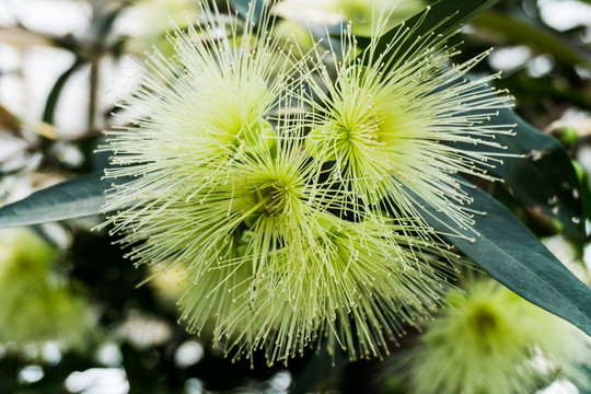 蒲桃花 莲雾花