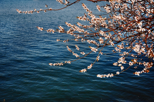 花色水波