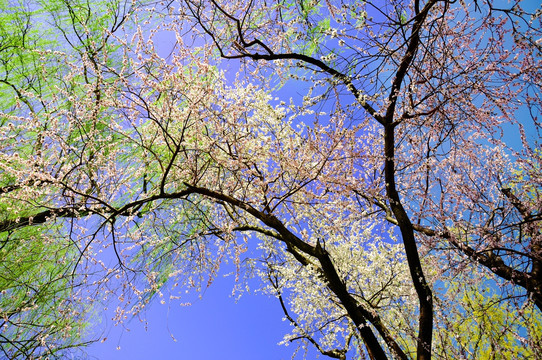 满树繁花满天春