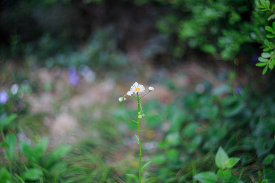 路边小花