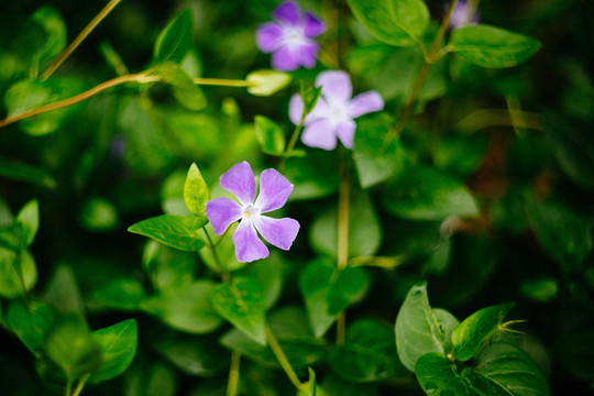 路边小花