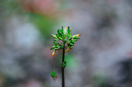 路边小花