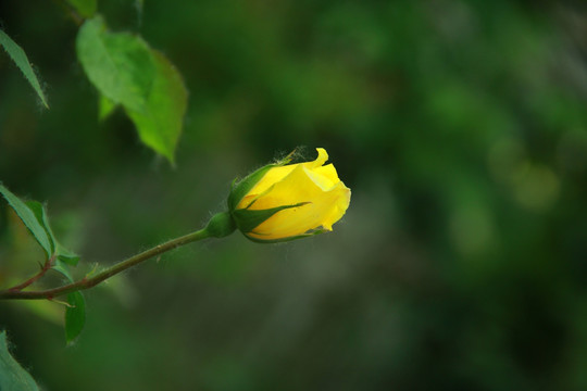 黄色玫瑰花蕾