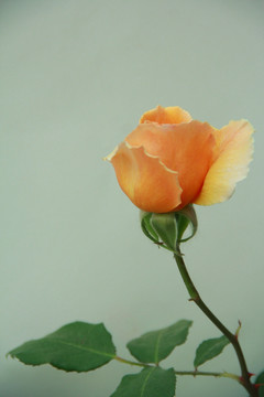 橘色玫瑰
