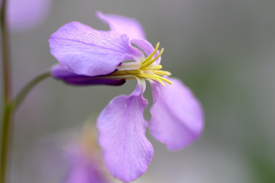 诸葛菜 二月兰