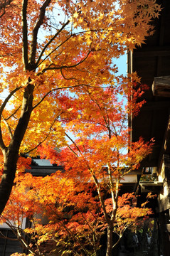 屋外的风景