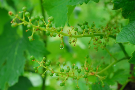 野生植物