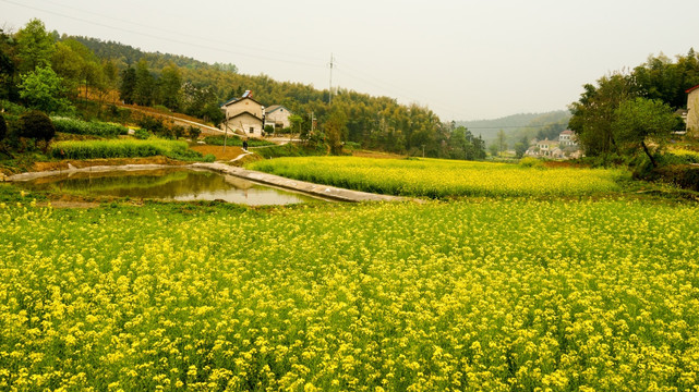 油菜花田