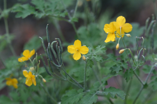 黄色小花