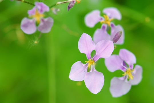 紫花