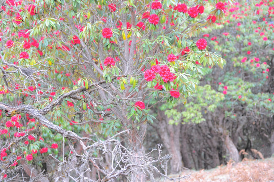 杜鹃花