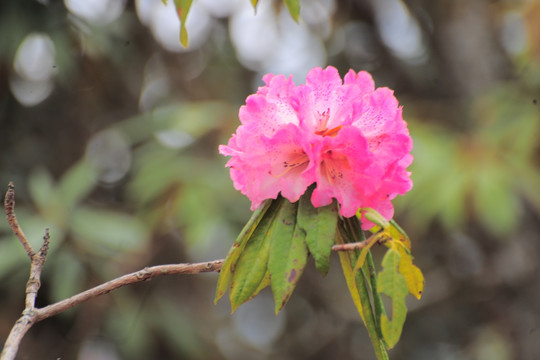 杜鹃花
