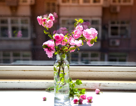窗前的小花 插花