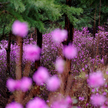 杜鹃花