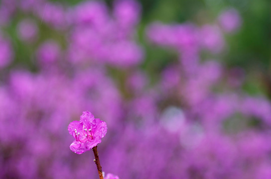 杜鹃花