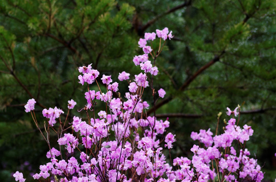 杜鹃花