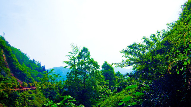 绿色山谷  绿树山林