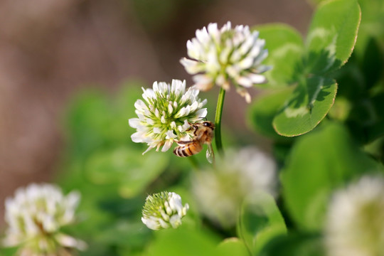 蜜蜂小花