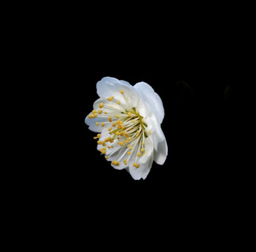 梅花