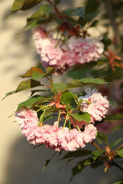 两簇樱花