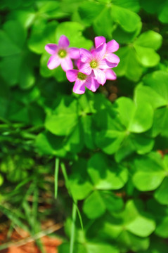 酢浆草花叶