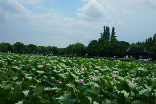 曲院风荷 西湖十景之二