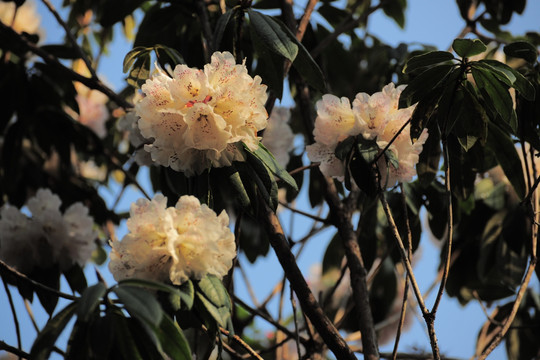 杜鹃花