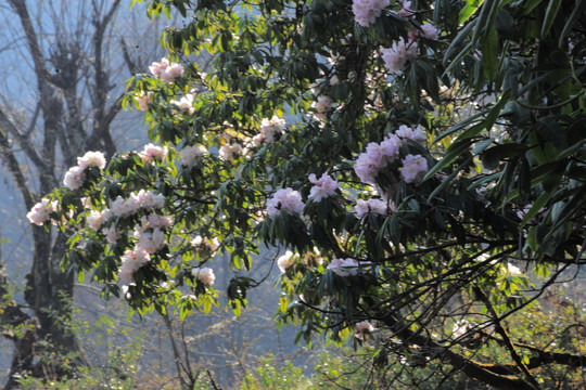 杜鹃花