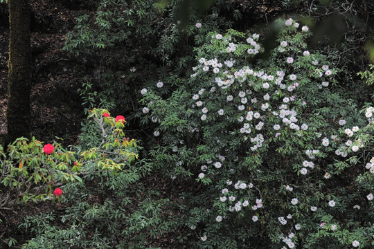 杜鹃花