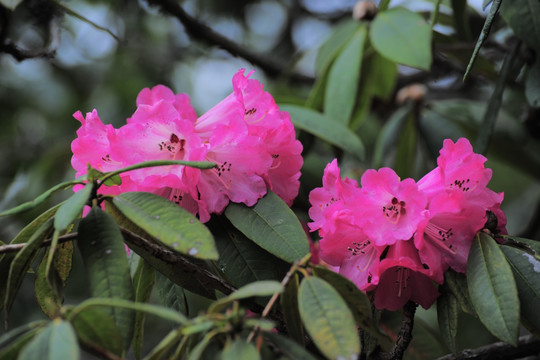 杜鹃花