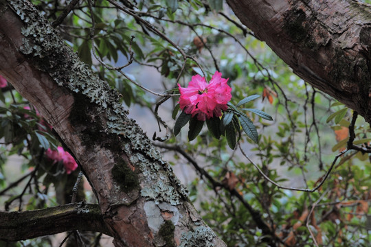 杜鹃花