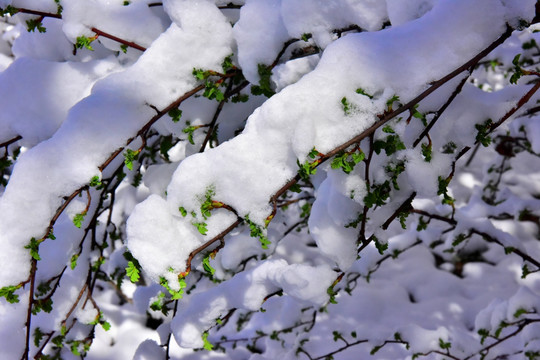 春雪 榆树