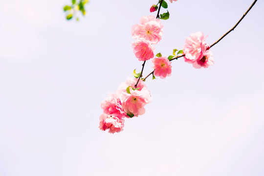 柔美的樱花 高调