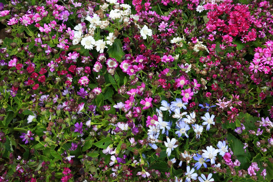 花卉