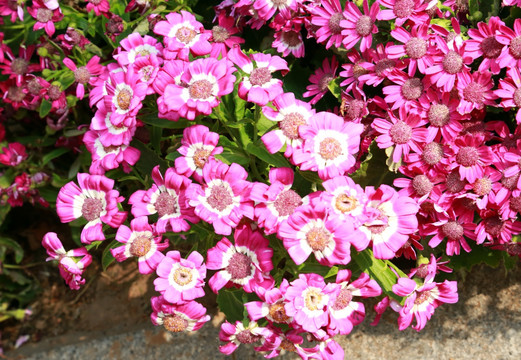 花卉