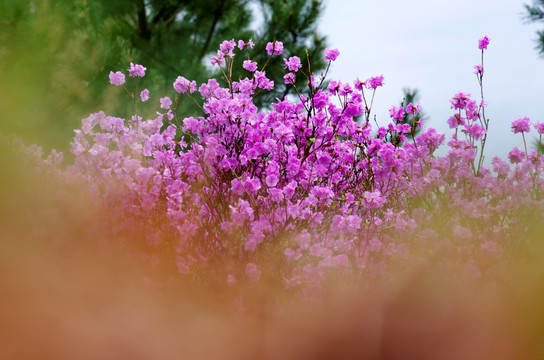 杜鹃花