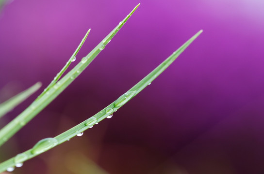 草