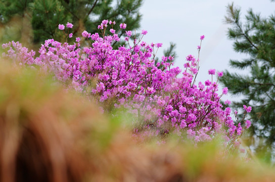 杜鹃花