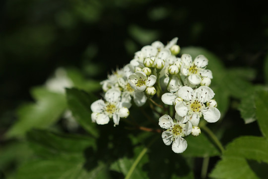 山楂花