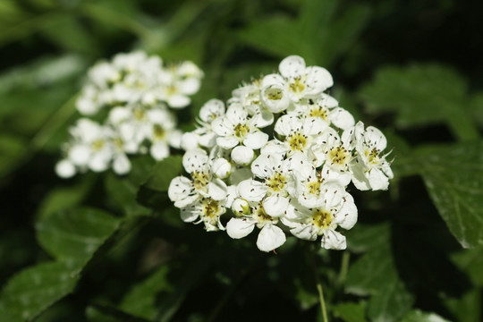 山楂花